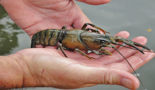 Start a Profitable Crayfish Business In Nigeria 